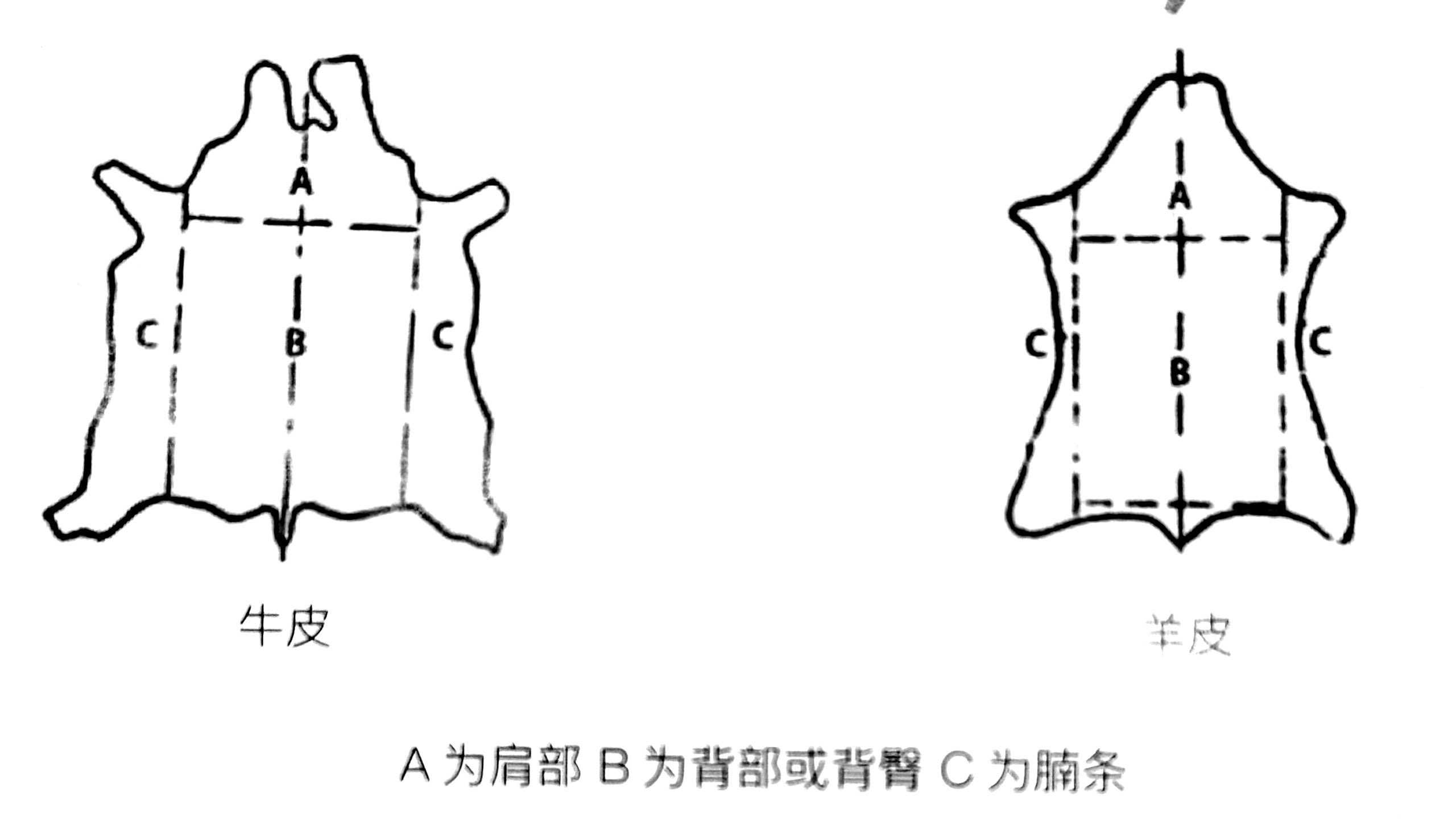 皮革部位.jpg