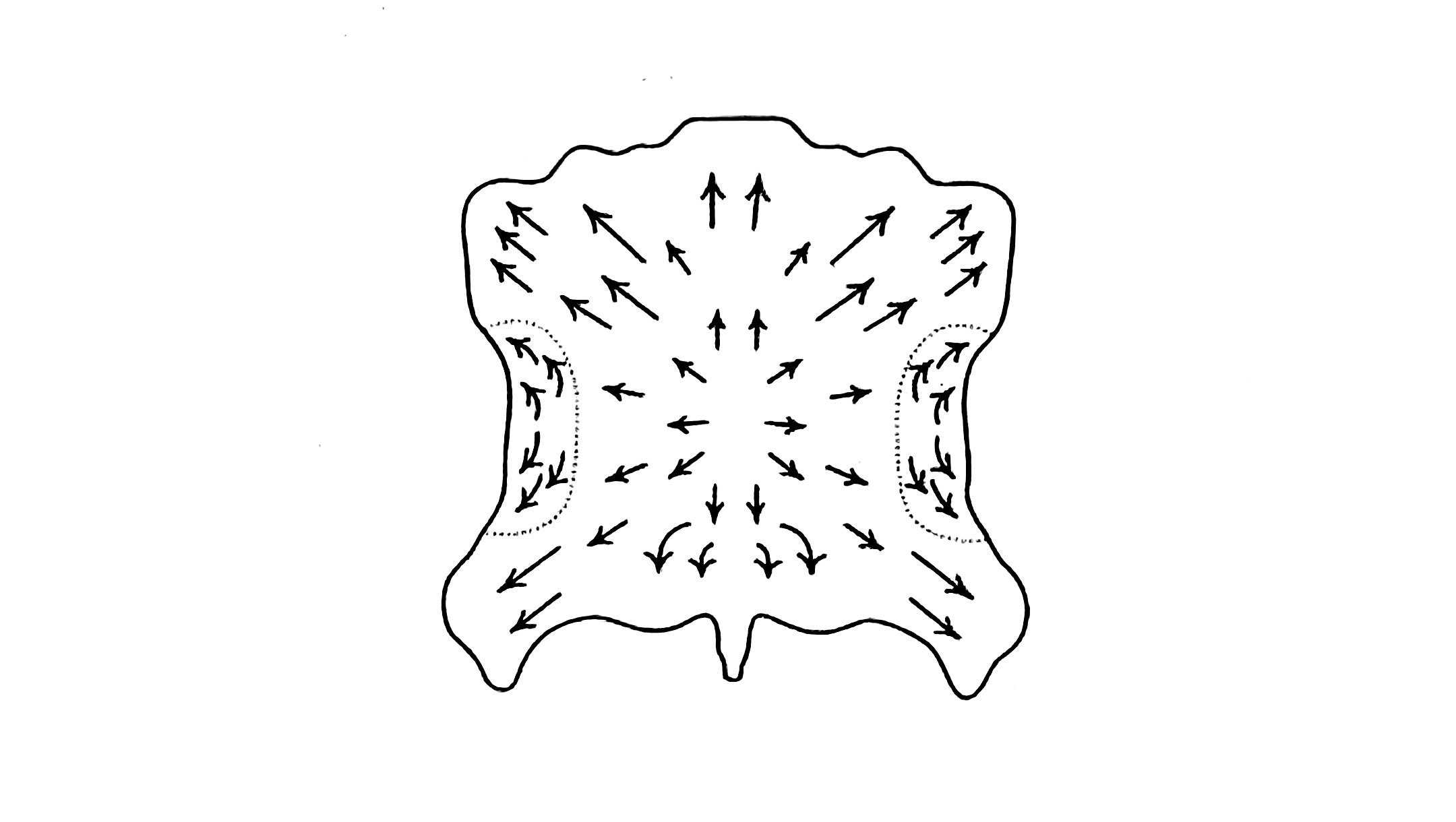 皮革纤维走向.jpg